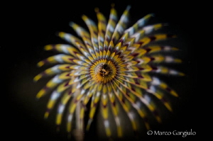 Spirographis bokeh, subsee+10 & micro nikkor 60 mm by Marco Gargiulo 